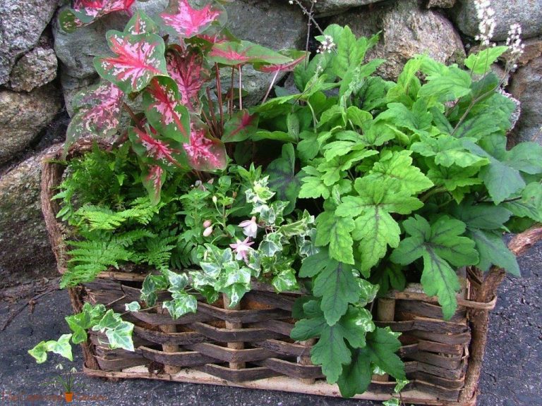 Great Alternatives for Shade Garden Plants The Captured GardenThe