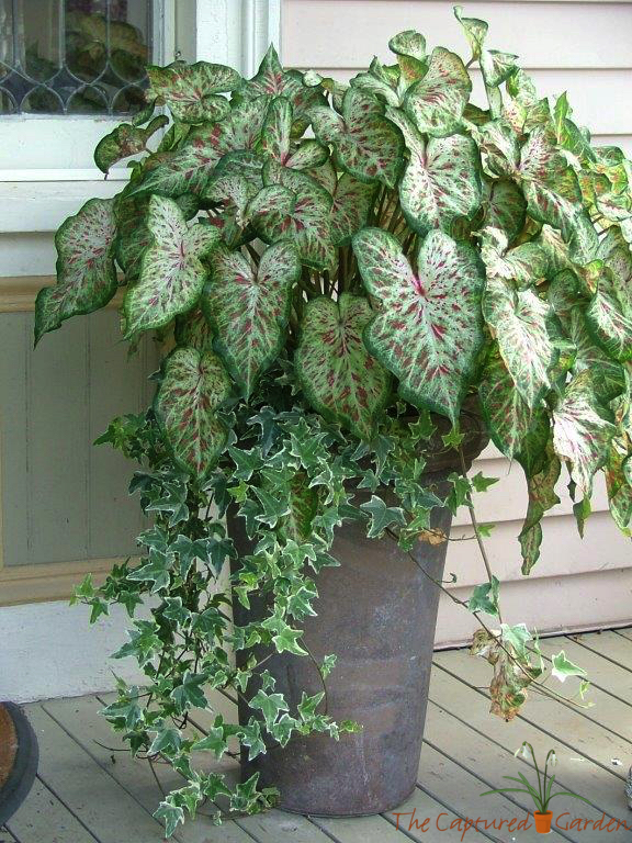 best interesting plant for shade gardens