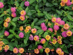 lantana, a colorful alternative to petunias