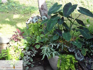 houseplant container garden design services