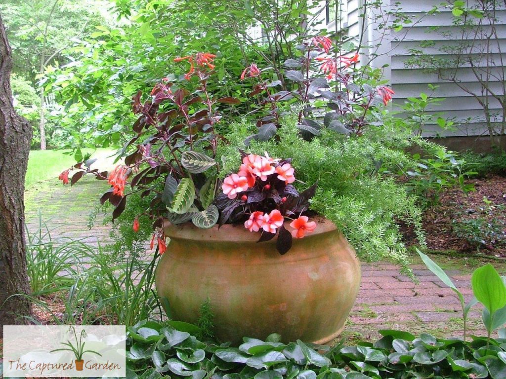 houseplant container garden design services