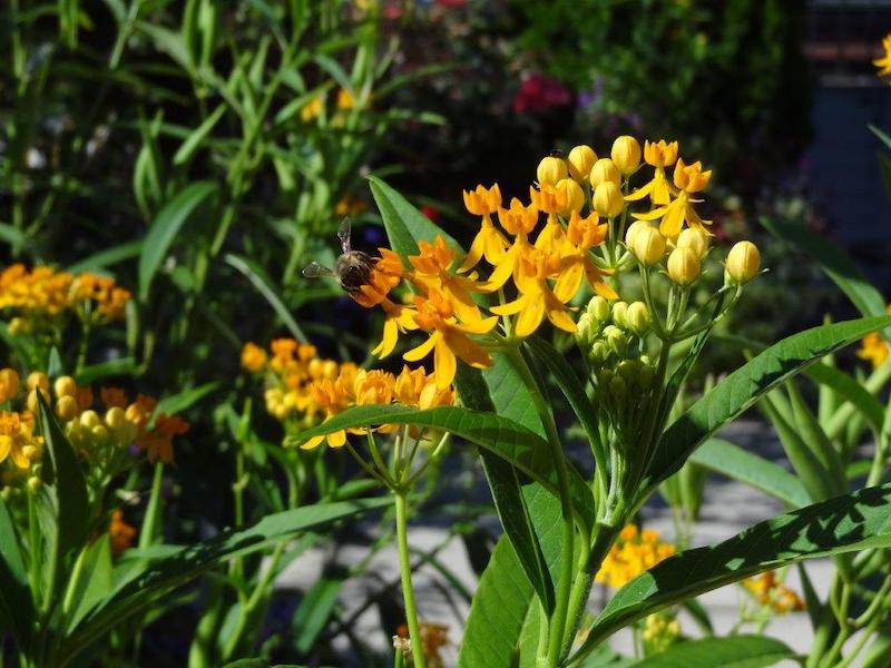 pollinator-garden-flower-bee-3