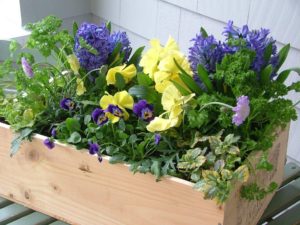 container garden herbs